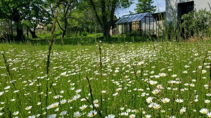 Wiosenny ogrod ze stokrotkami w tle szklarnia