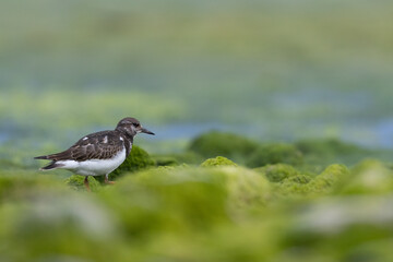Turnstones (Arenaria interpres) in action: the life of these coastal birds.