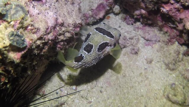 Pretty diodon lituresus fish close-up underwater against background of corals. Overall, underwater world is mysterious and captivating place that has inspired humans for centuries.