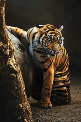 Sumatran tiger (Panthera tigris sumatrae)