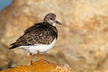 Turnstones (Arenaria interpres) in action: the life of these coastal birds.
