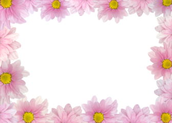 Flower frame of pink chrysanthemum pattern, daisy border isolated on white background. Wallpaper, greeting card or invitation. Banner, mockup, header with copy space