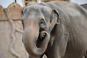 Großaufnahme eines Elefanten in einem alten und engen Zoogehege. Der Elefant hat einen großen und...