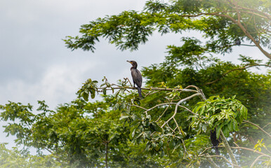 Photograph of a Neotropic cormorant. The bird was found on the beach of Caraguatatuba in São Paulo, Brazil.	