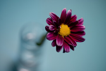 tiny flower in a glass