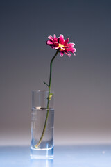 tiny flower in a glass
