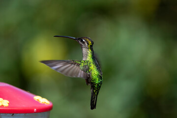 Fiery-throated hummingbird flapping its wings