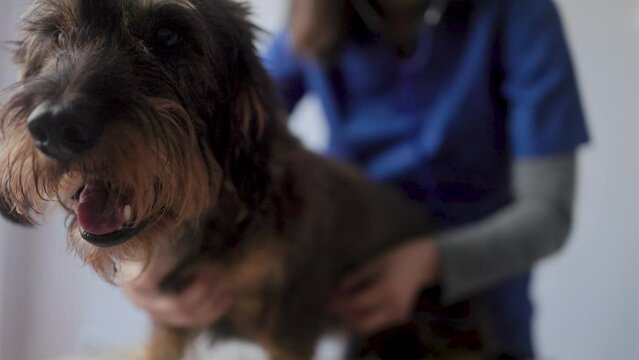 Veterinarian nurse examining dog inside private hospital - Focus on veterinarian