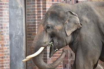 Großaufnahme eines Elefanten in einem alten und engen Zoogehege. Der Elefant hat einen großen und langen Rüssel und weiße Stoßzähne. 