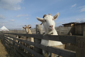 Two goats stand near a wooden fence against the blue sky in a farm. greater white goat