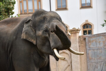 Großaufnahme eines Elefanten in einem alten und engen Zoogehege. Der Elefant hat einen großen und...