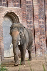 Großaufnahme eines Elefanten in einem alten und engen Zoogehege. Der Elefant hat einen großen und langen Rüssel und weiße Stoßzähne. 