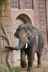 Großaufnahme eines Elefanten in einem alten und engen Zoogehege. Der Elefant hat einen großen und...