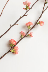 Fototapeta na wymiar Spring blooming quince branch on the white background. Copy space