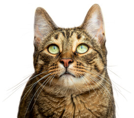 PNG. Portrait of a tabby cat with green eyes. Isolate on white background