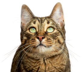 PNG. Portrait of a tabby cat with green eyes. Isolate on white background