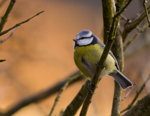 Blue Tit