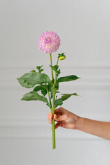 A woman's hand holds a pink young dahlia on a white isolated background indoors. Vertical image for...