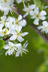 Macro shot of white blossom isolated on green background.