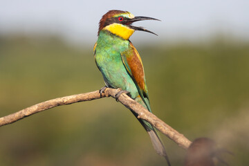 beautiful bird with colorful plumage