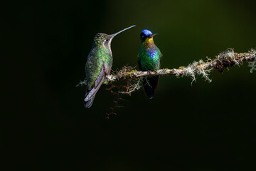 Two Fiery-throated hummingbirds on a mossy tree branch