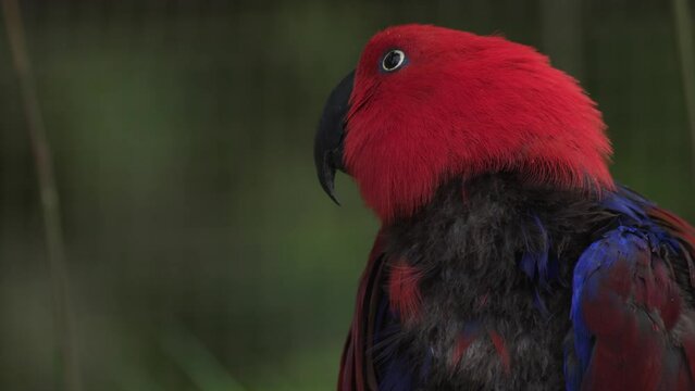The eclectus parrot. Eclectus roratus is a parrot native to the Solomon Islands, Sumba, New Guinea.
