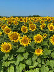 Obraz premium Sunflower Field in Ukraine