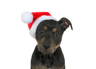 Close up portrait of a black and brown brindle American Staffordshire Terrier puppy wearing a Santa hat, isolated on white. Looking directly at viewer, ears perked and head tilted in curiosity.