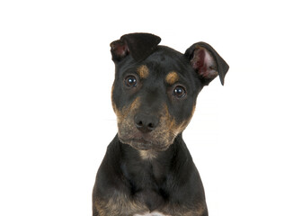 Close up portrait of a black and brown brindle American Staffordshire Terrier puppy, isolated on white. Looking directly at viewer, ears perked and head tilted in curiosity.