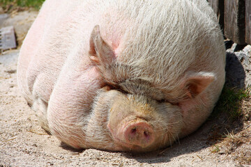 Happy fat pig chilling in the dirt at a farm