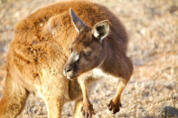 Fototapeta premium Nahaufnahme Känguru