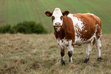 Close up of a red and white Ayrshire dairy cow, facing camera with head raised in summer pasture....