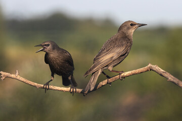 two birds, starlings sit on a thin branch