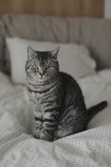 cute scottish straight grey tabby cat lying on bed and sleeping in soft morning light. Cute funny cat sleeping in bed at home.