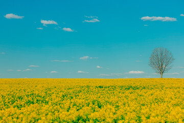 Rapeseed field and dry tree on background in spring time