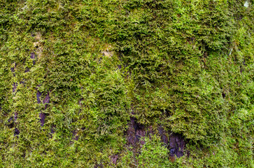 green moss on tree branch