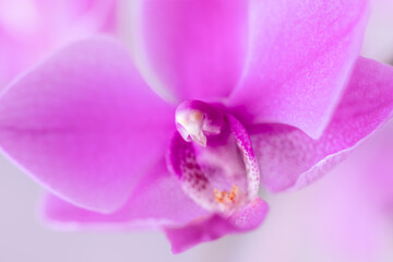 Pink orchid - macro. View of the stem - obrazy, fototapety, plakaty
