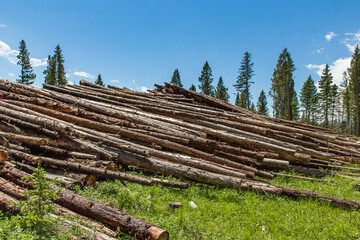 Fototapeta na wymiar Logging Operations
