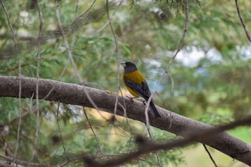 Blue and Yellow Tanager