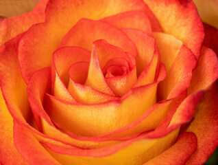 Macro closeup of an open orange, yellow, and red rose, 