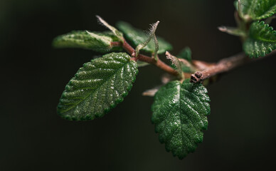 fresh spring leaves closeup on a twig