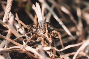 common wolf spider close up macro shot