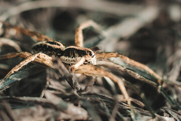 common wolf spider close up macro shot