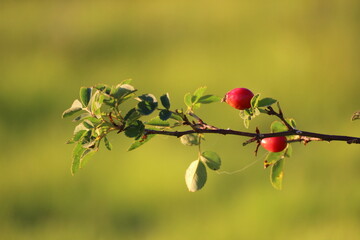 Hagebutte - Rose hip