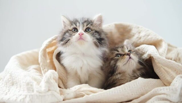 two cute sleepy gray kittens sleep comfortably in blanket. couple cats resting together. kittens peeking out from blanket. beautiful domestic kitten. adorable pets