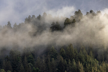 Fog Amidst the Evergreens - California Coast
