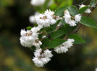 Deutzia blooms in nature