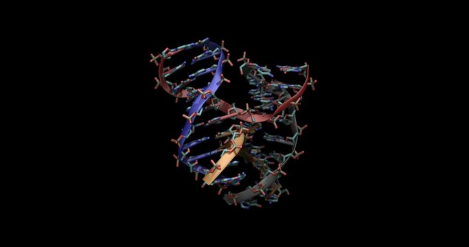 Holliday junction in an inverted repeat DNA sequence 3D molecule spinning 4K