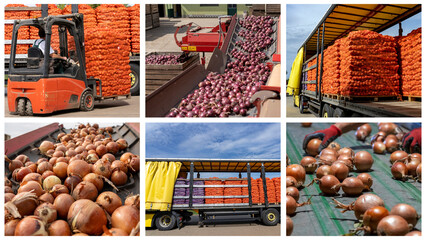 Onion Production and Processing in Packing House Facility Prior Distribution to Market - Photo...