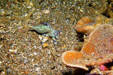 Deadly venomous octopus, macro photography from scuba diving with marine life. Greater blue-ringed...